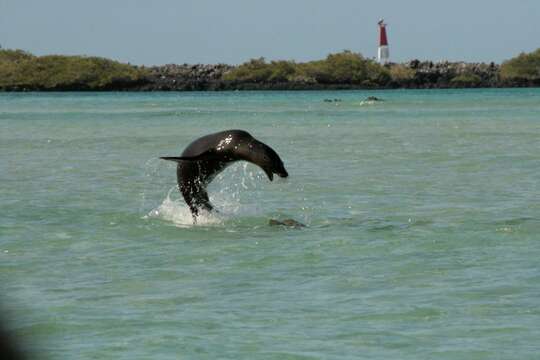 Image de Otarie des Galapagos