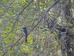 Image de Drongo à ventre blanc