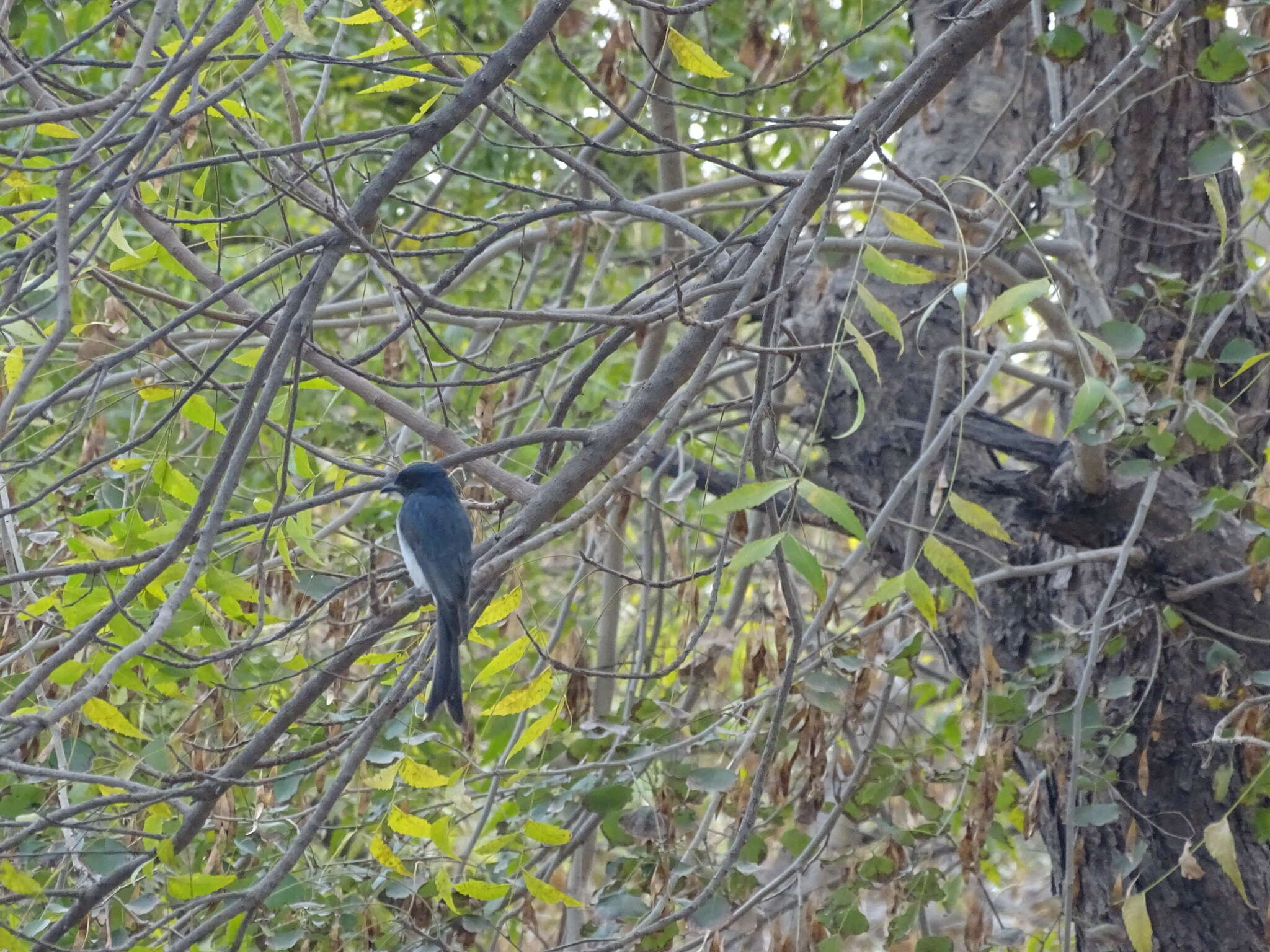 Image de Drongo à ventre blanc