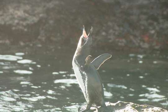 Imagem de Pinguim-das-galápagos