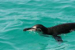 Imagem de Pinguim-das-galápagos