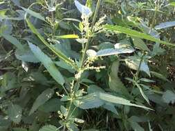 Image of stinging nettle