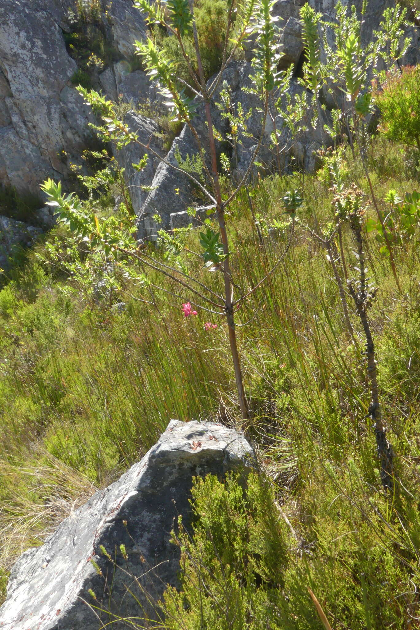 Image de Gladiolus crispulatus L. Bolus