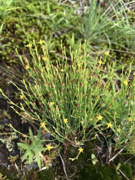 Plancia ëd Hypericum gentianoides (L.) Britton, E. E. Sterns & Poggenb.