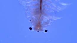 Image of Mono Lake Brine Shrimp