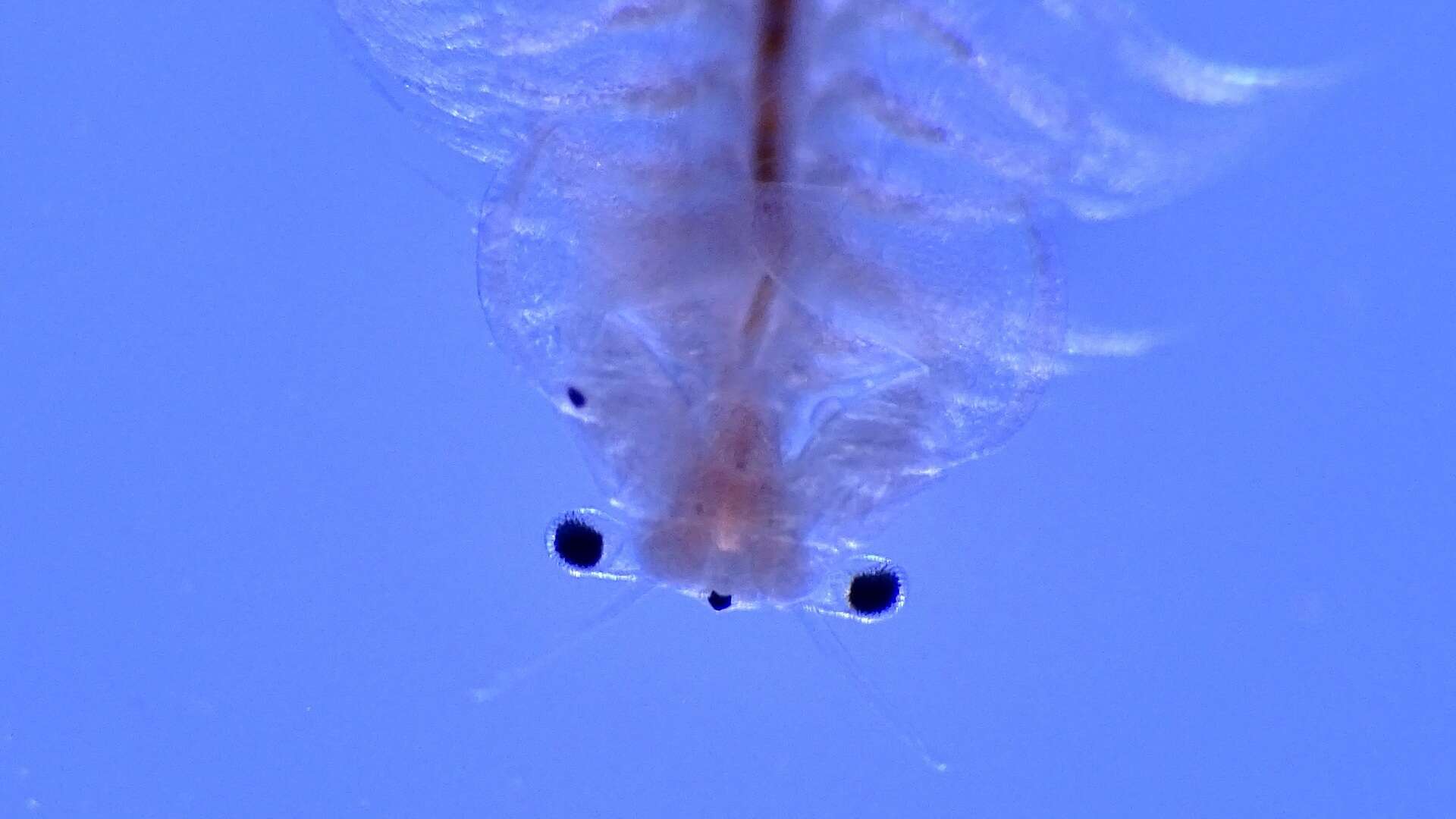 Image of Mono Lake Brine Shrimp