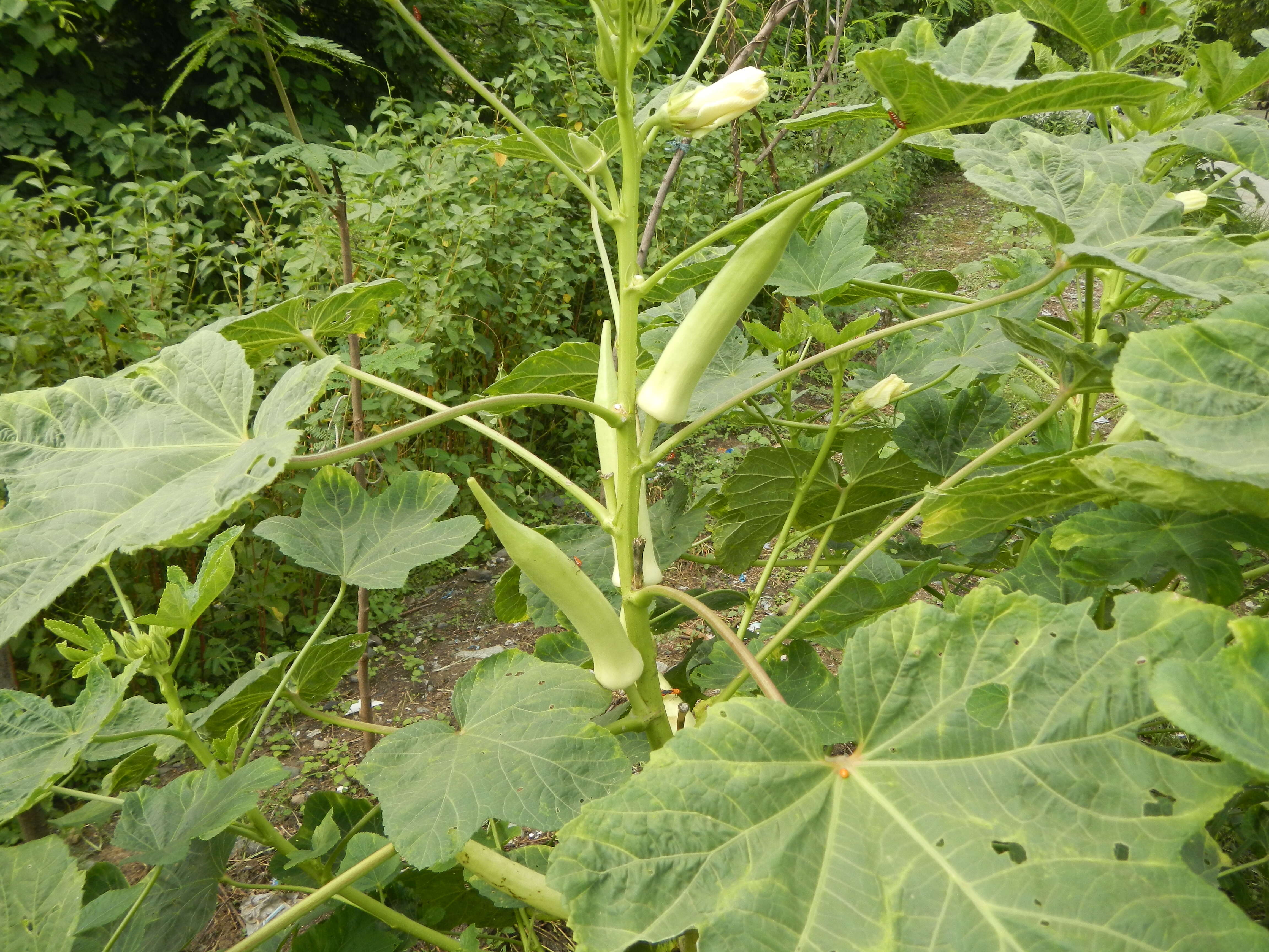 Image of okra