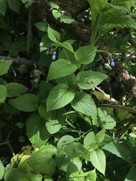 Imagem de Mertensia platyphylla A. A. Heller