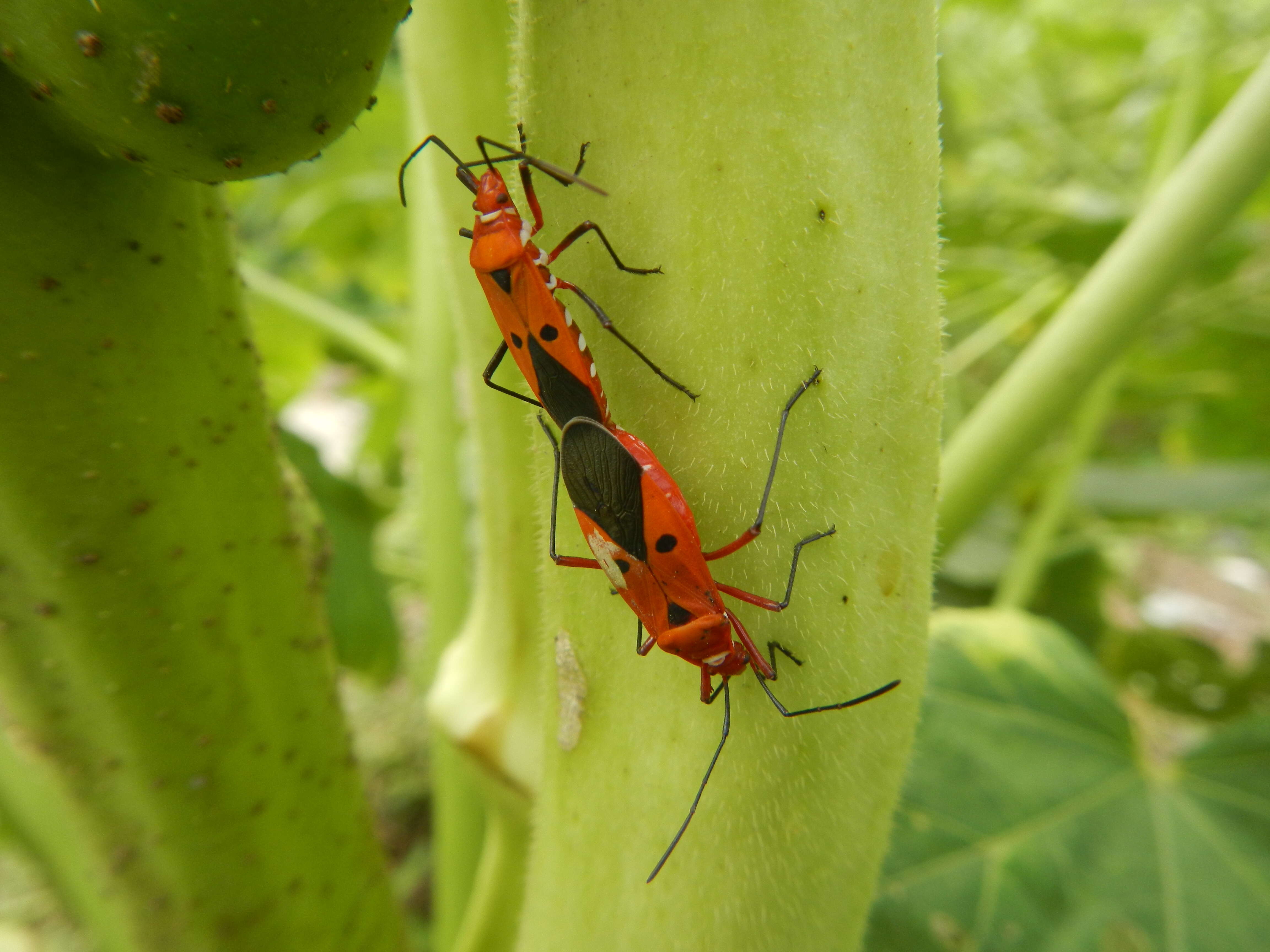 Image of Cotton Stainers (several spp.)