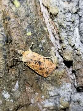 Image of dotted chestnut