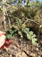 Image of Vachellia bidwillii (Benth.) Kodela