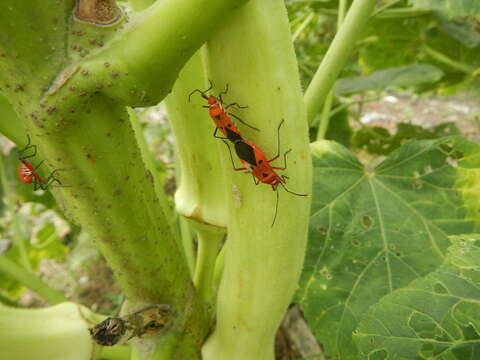 Image of okra