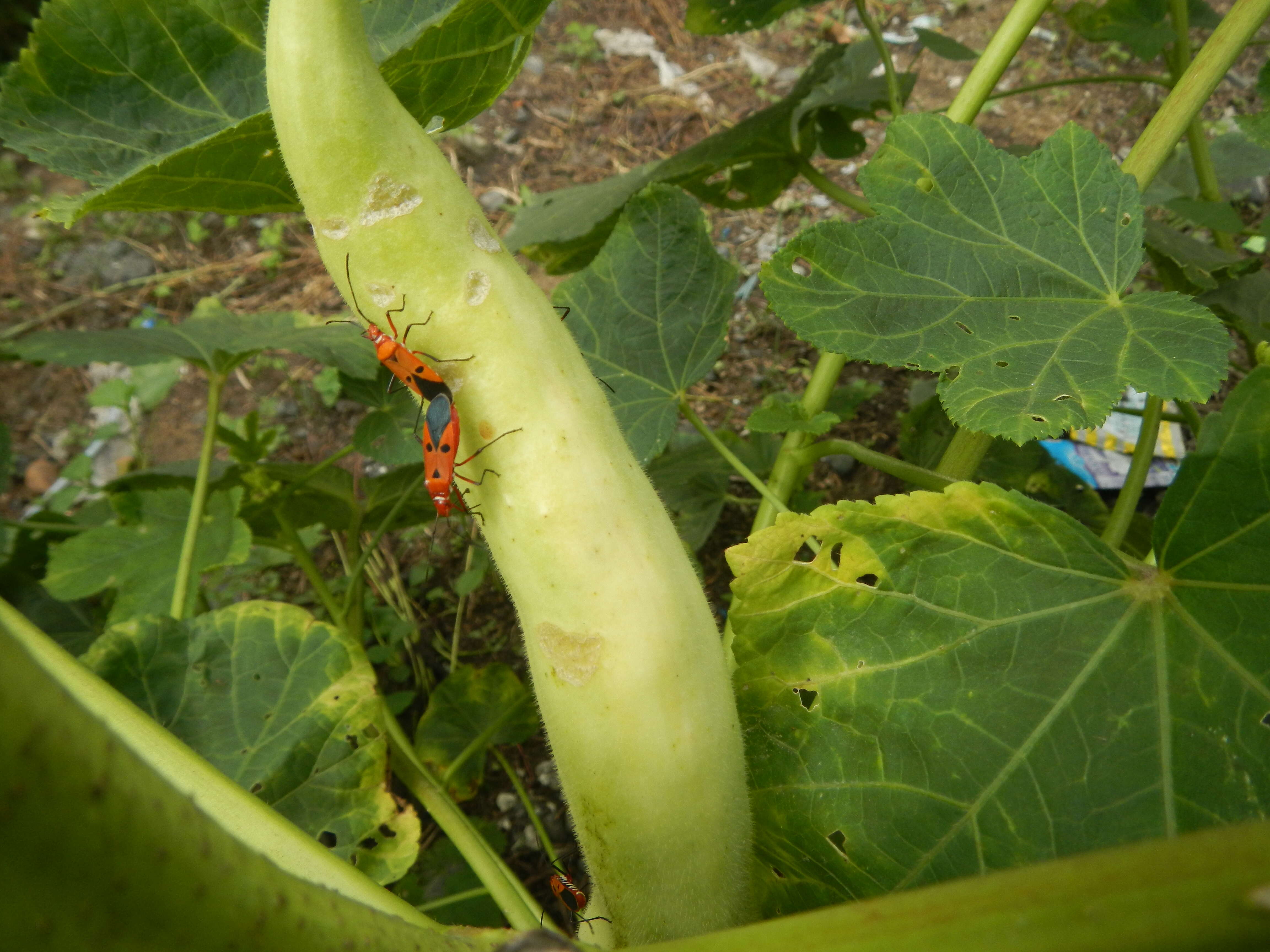 Image of okra