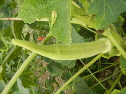 Image of okra