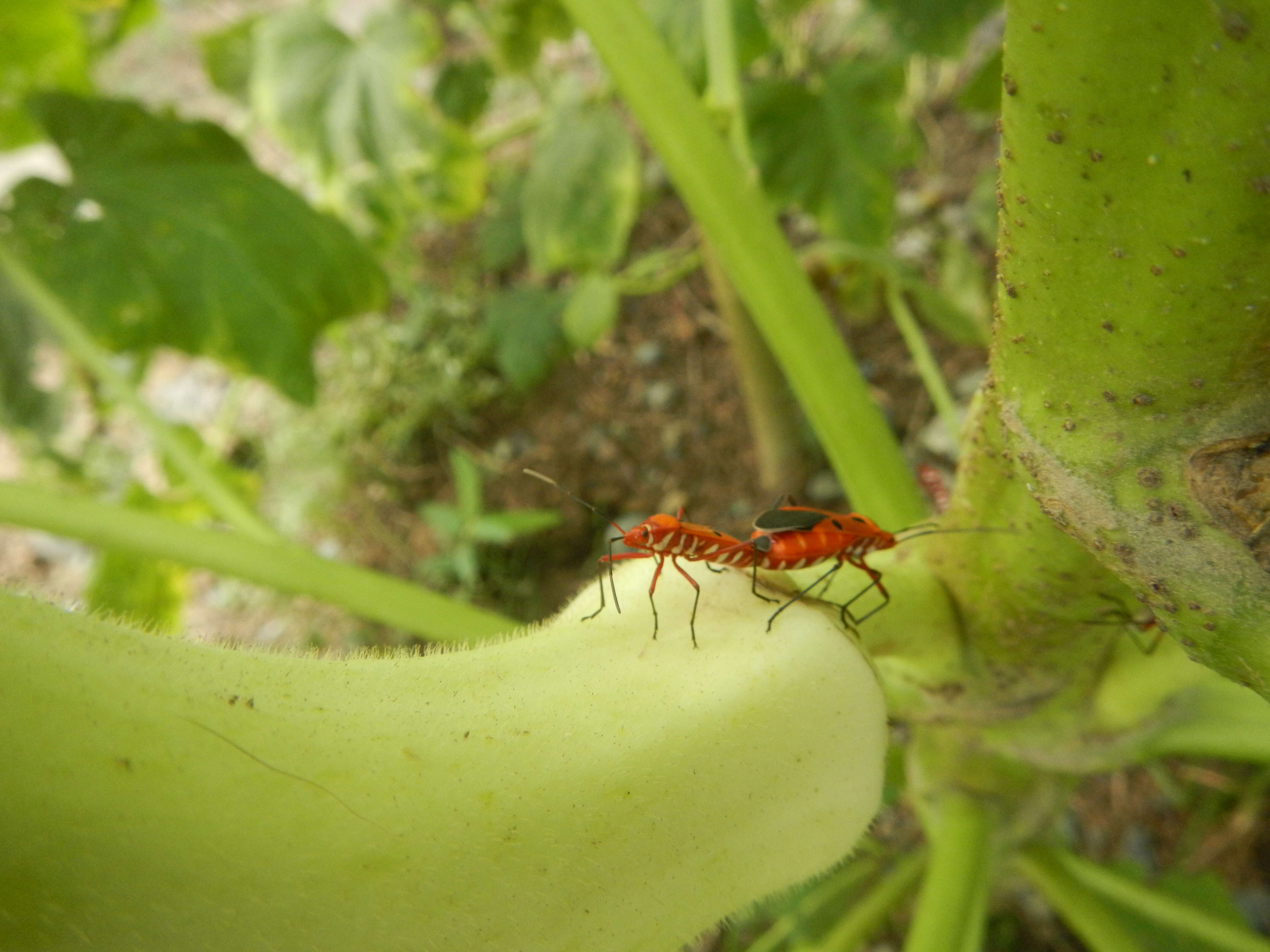 Image of okra