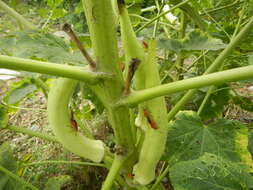 Image of okra