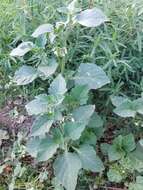 Image of hoe nightshade