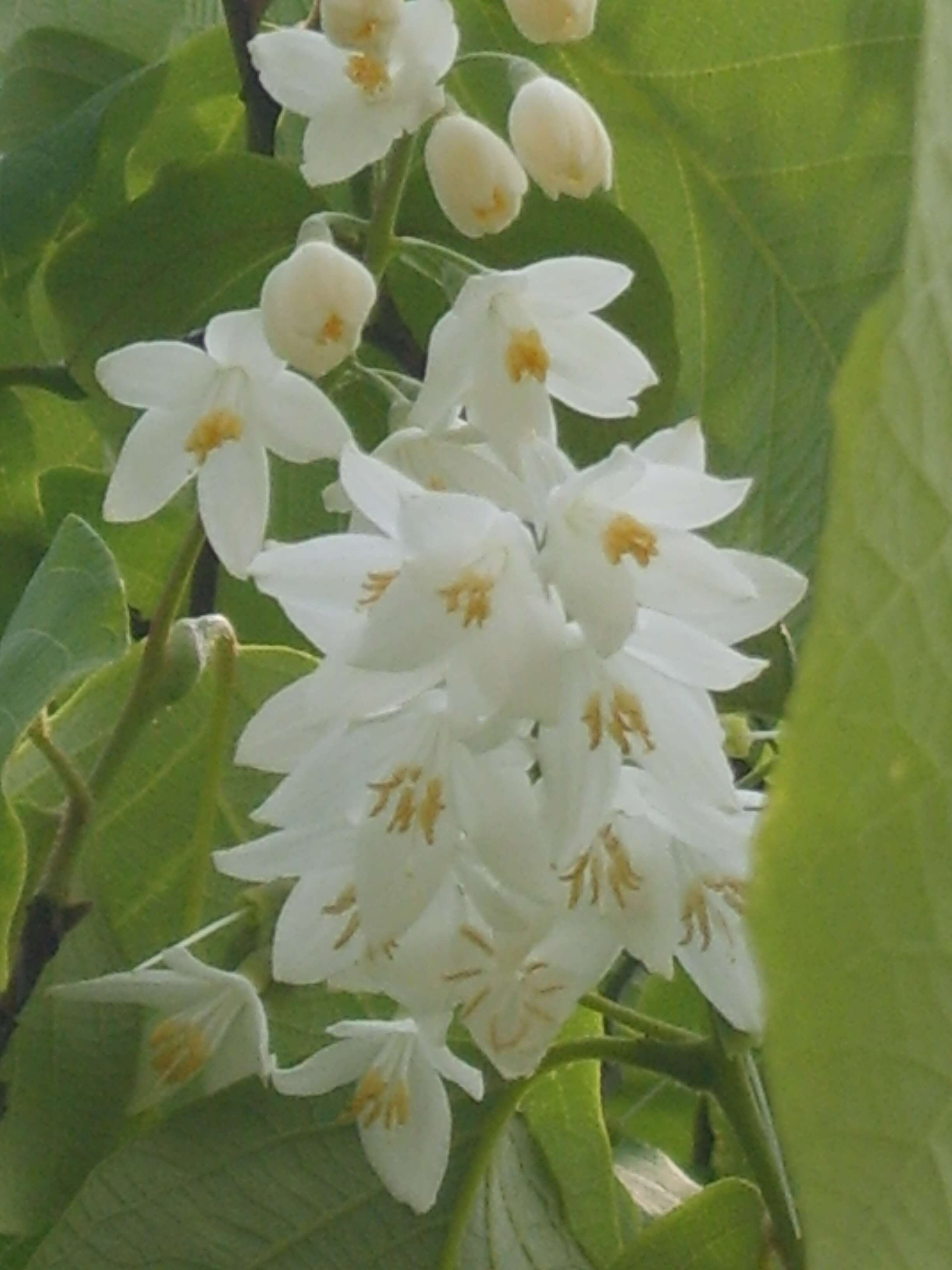 Plancia ëd Styrax obassia Siebold & Zucc.