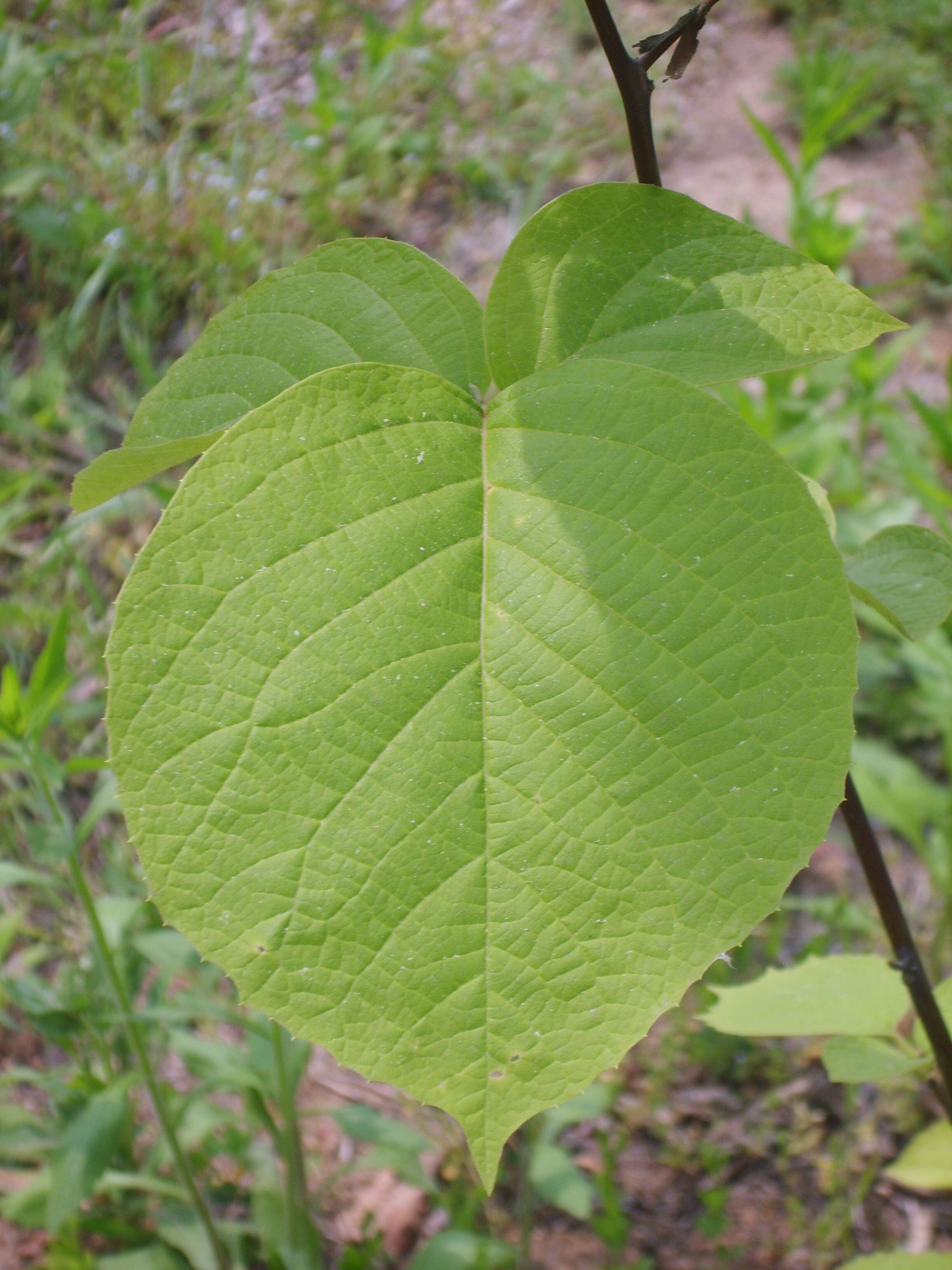 Plancia ëd Styrax obassia Siebold & Zucc.