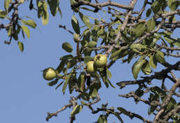 Image of Pyrus elaeagrifolia Pall.