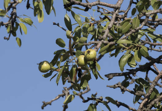 Image de Pyrus elaeagrifolia Pall.