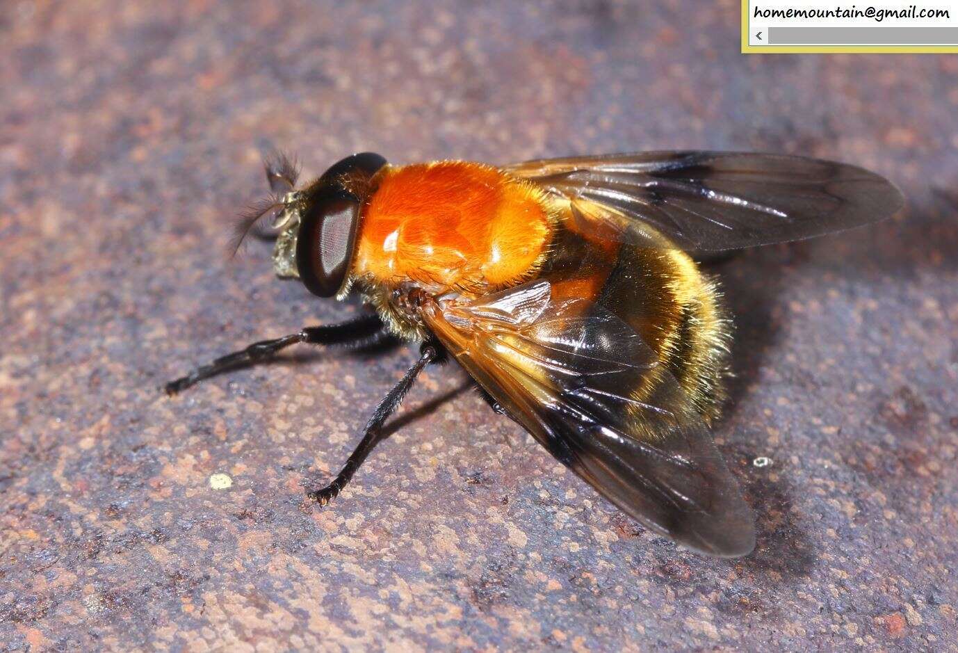 Image of Volucella jeddona Bigot 1875