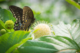 Image of Spicebush swallowtail