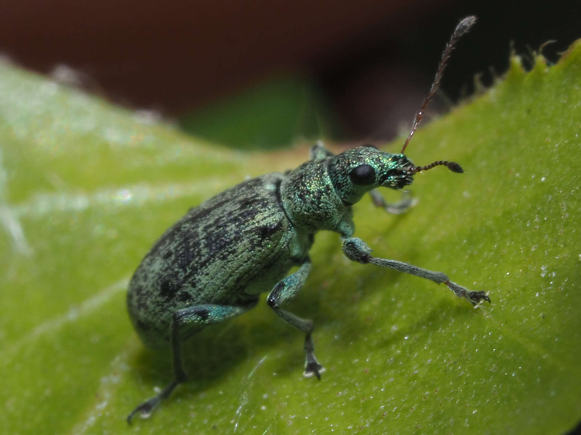 Polydrusus (Eurodrusus) cervinus (Linnaeus 1758) resmi