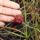 صورة Drosera esmeraldae (Steyerm.) Maguire & Wurdack