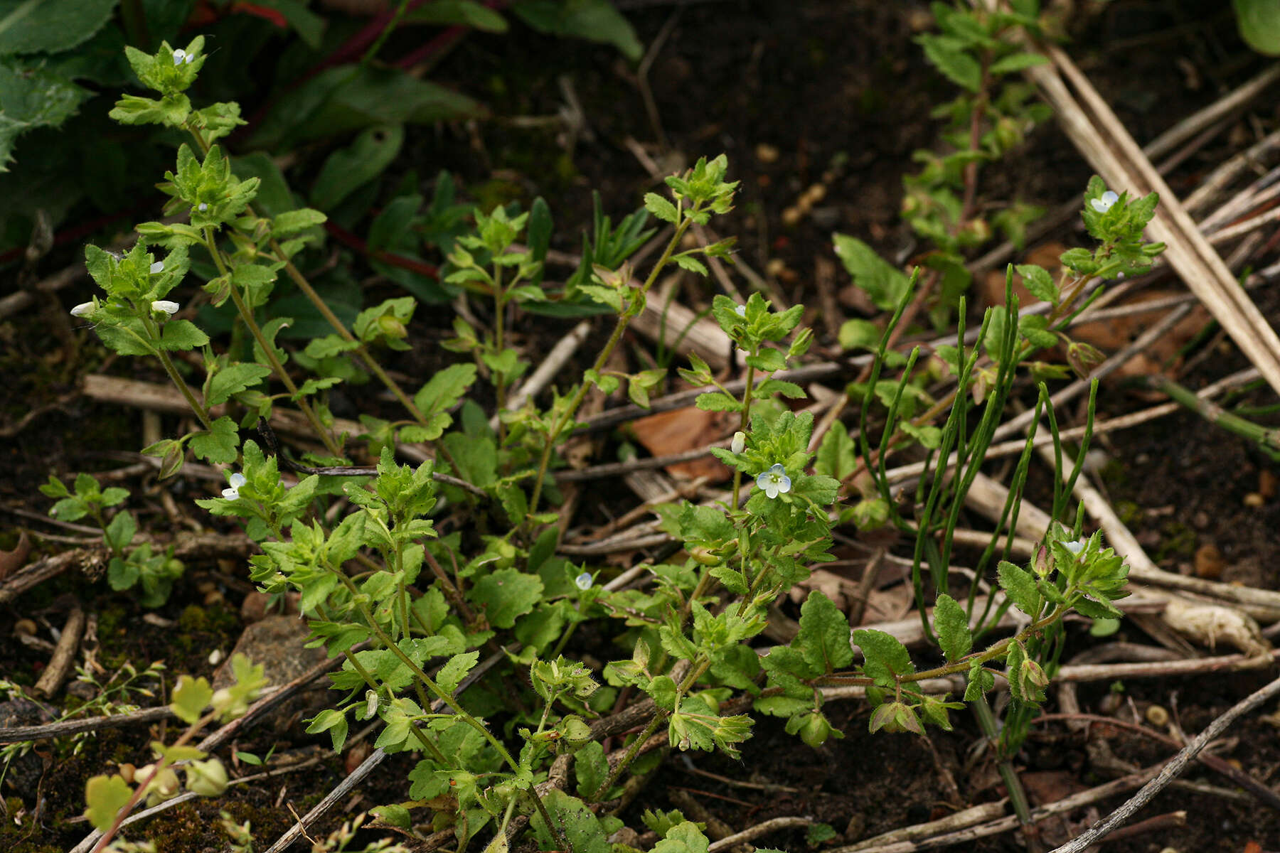 Image of Green field-speedwell