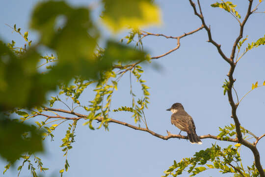 Image of Eastern Kingbird