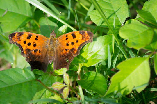 Image of Eastern Comma