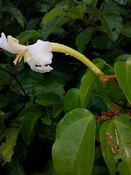 Imagem de Bignonia nocturna (Barb. Rodr.) L. G. Lohmann