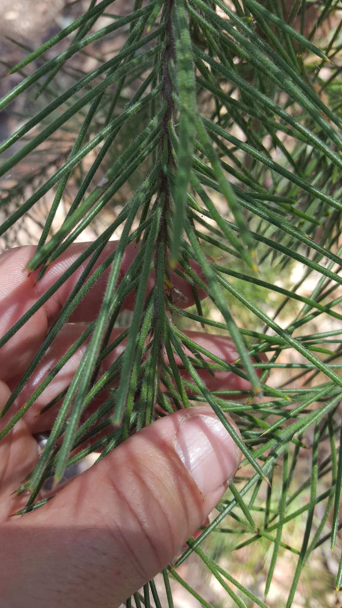 Image de Hakea gibbosa (Sm.) Cav.