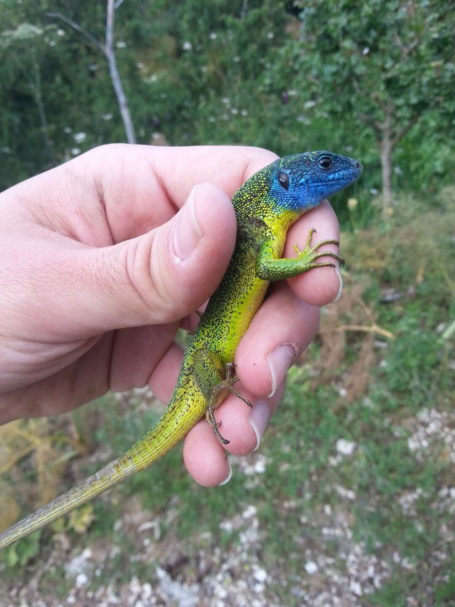 Image of Western Green Lizard