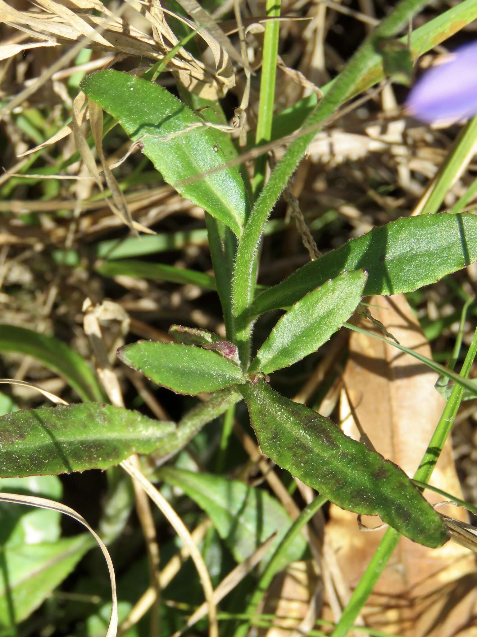 Image of downy lobelia