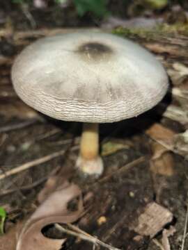 Image of Agaricus leptocaulis Kerrigan 2016