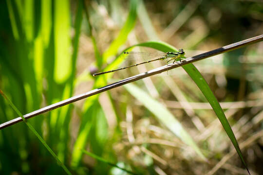 Image de Agrion Posé