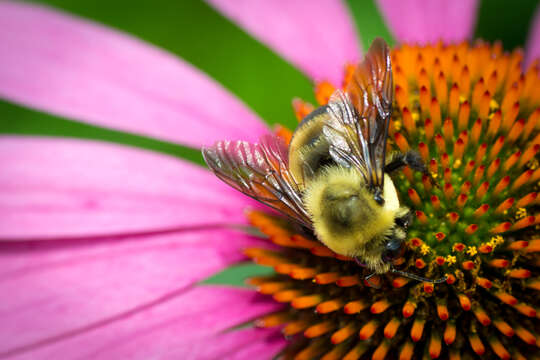 Image of Brown-belted Bumblebee