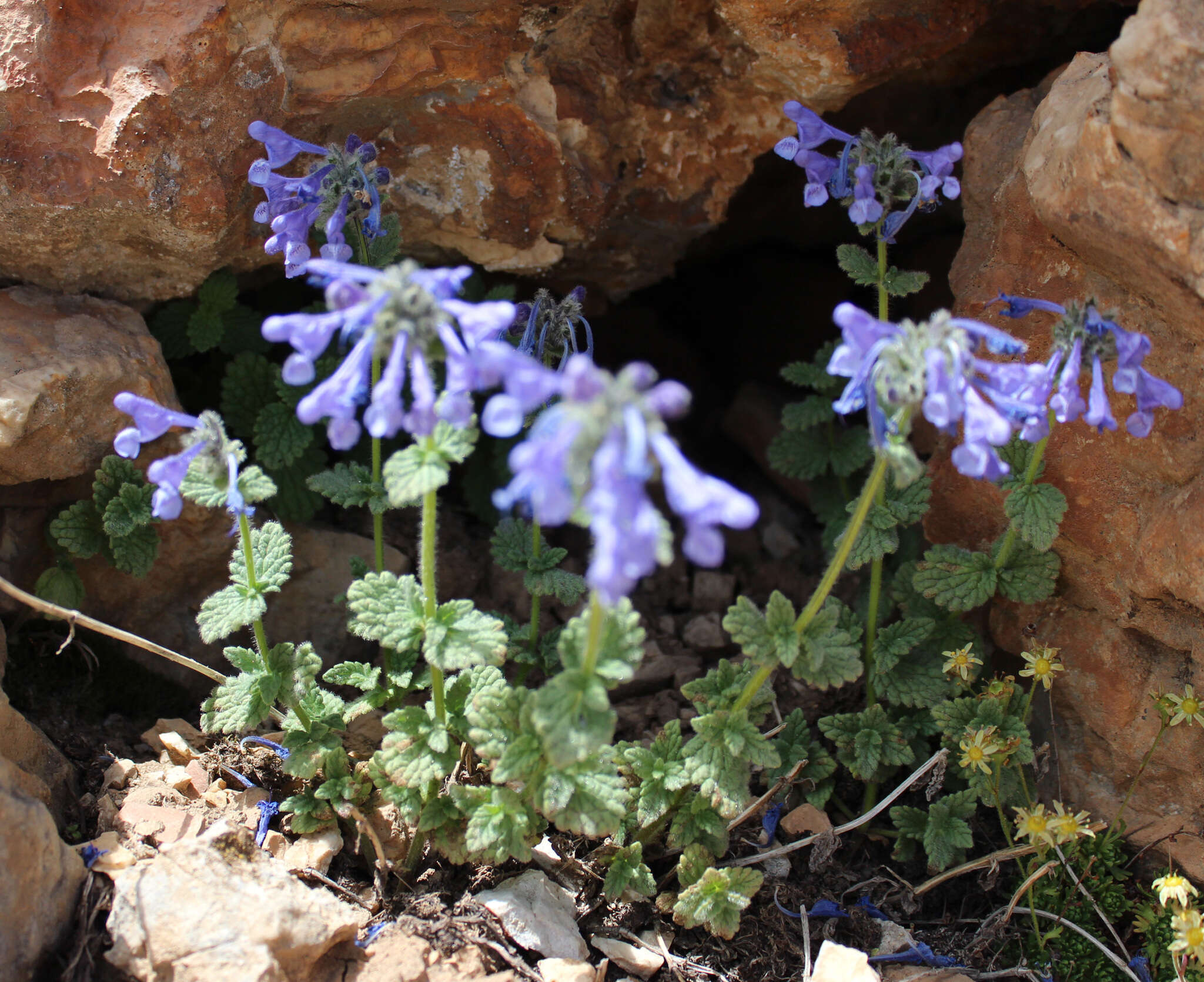 Nepeta supina Steven resmi