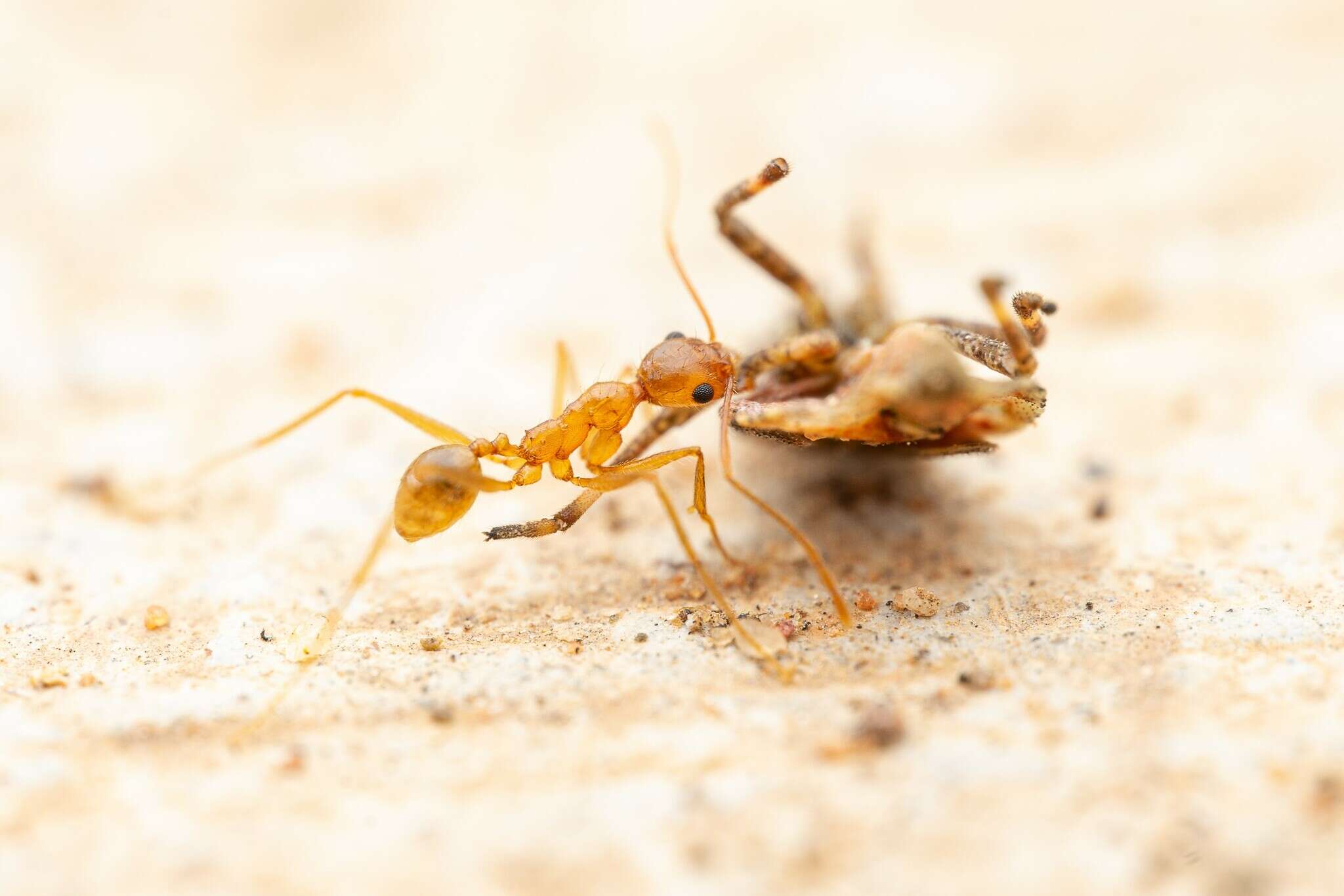 Imagem de Pheidole desertorum Wheeler 1906