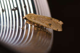 Image of Large Yellow Underwing