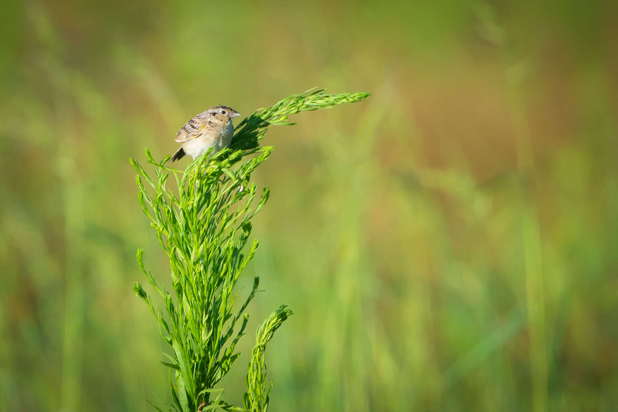 Image of Grasshopper Sparrow