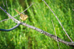 Image of Common Yellowthroat