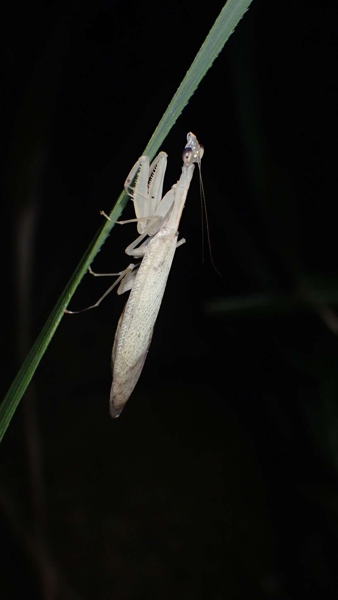 صورة Sinomantis denticulata Beier 1933