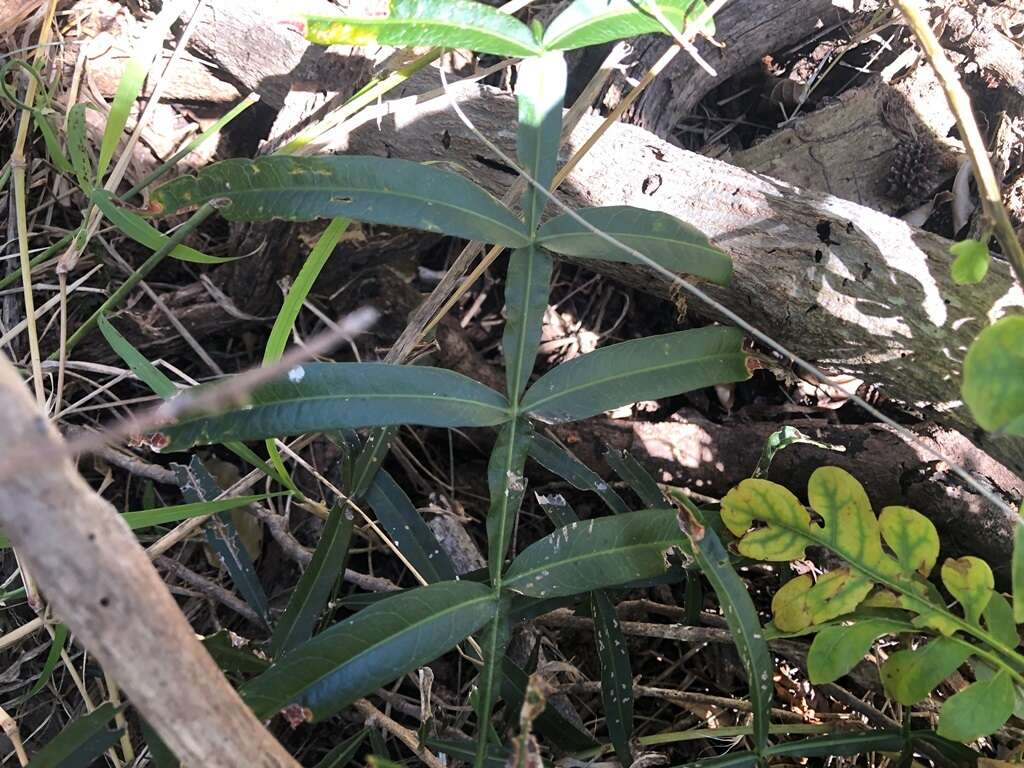 Atalaya salicifolia (DC.) Bl.的圖片