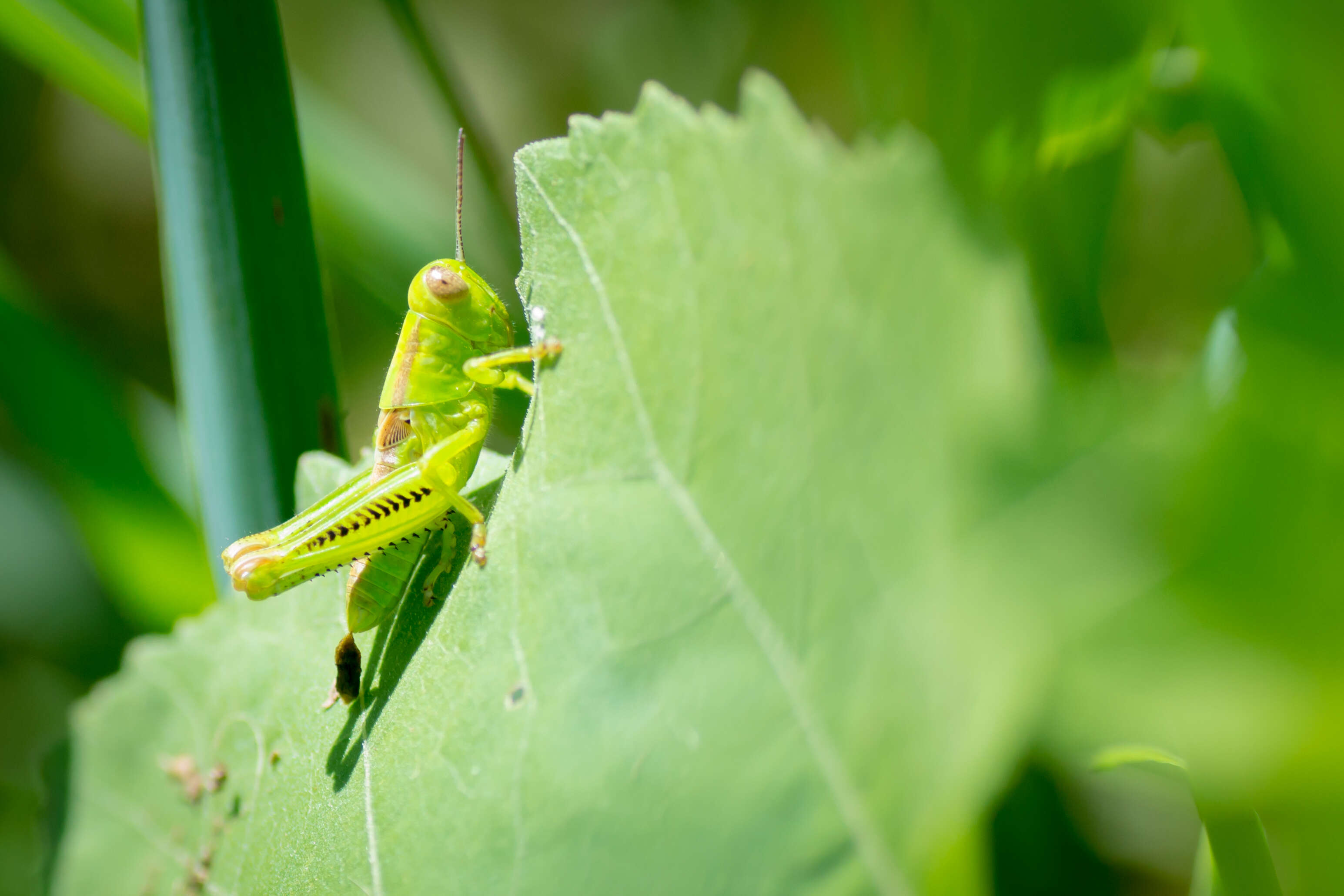 Melanoplus bivittatus (Say 1825)的圖片