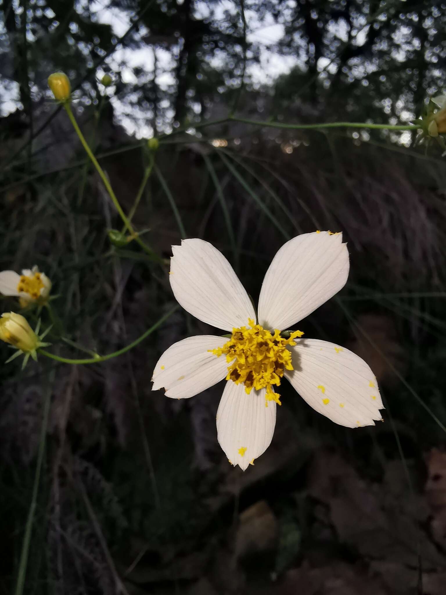 Image of Cosmos landii Sherff