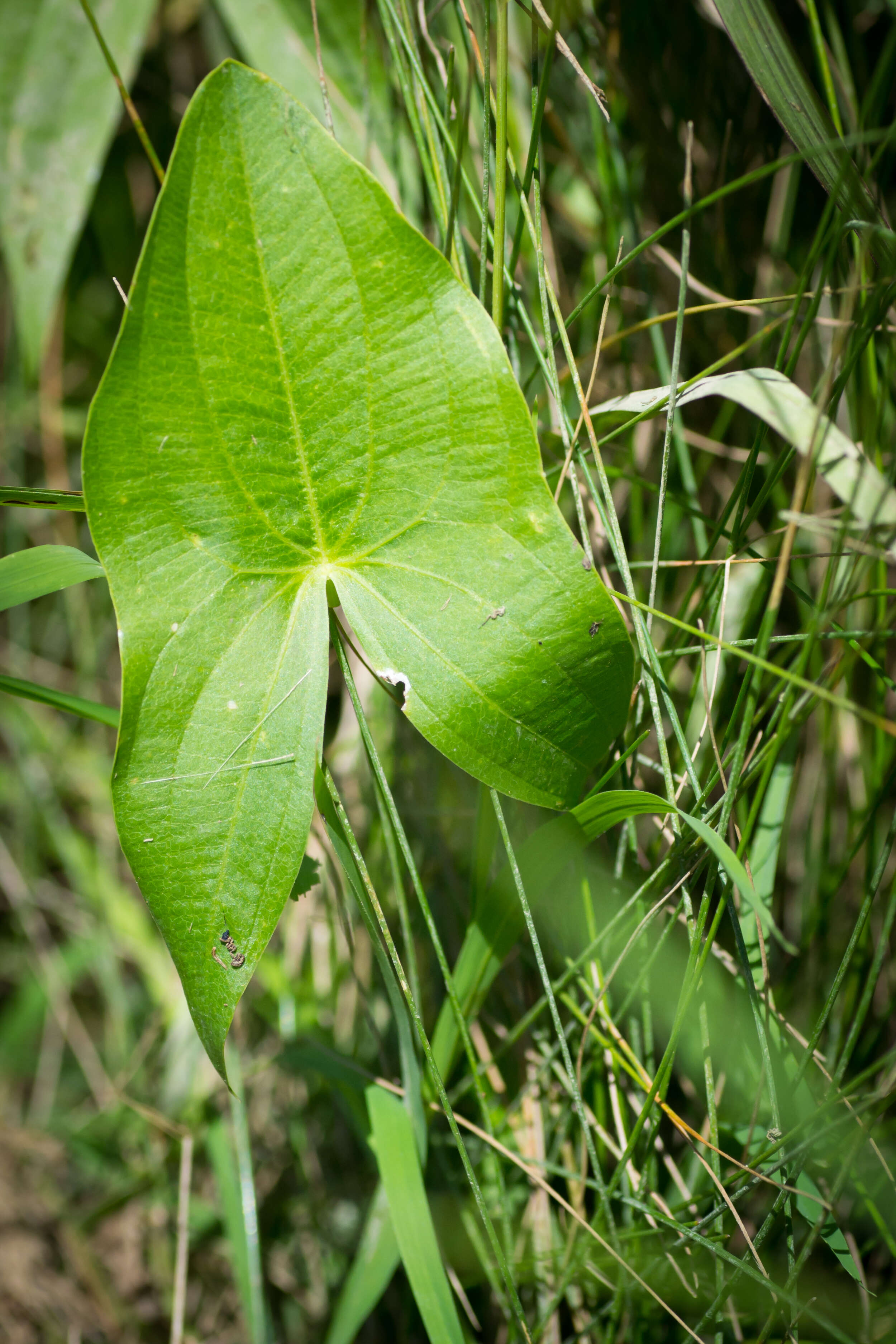 Sagittaria latifolia Willd. resmi