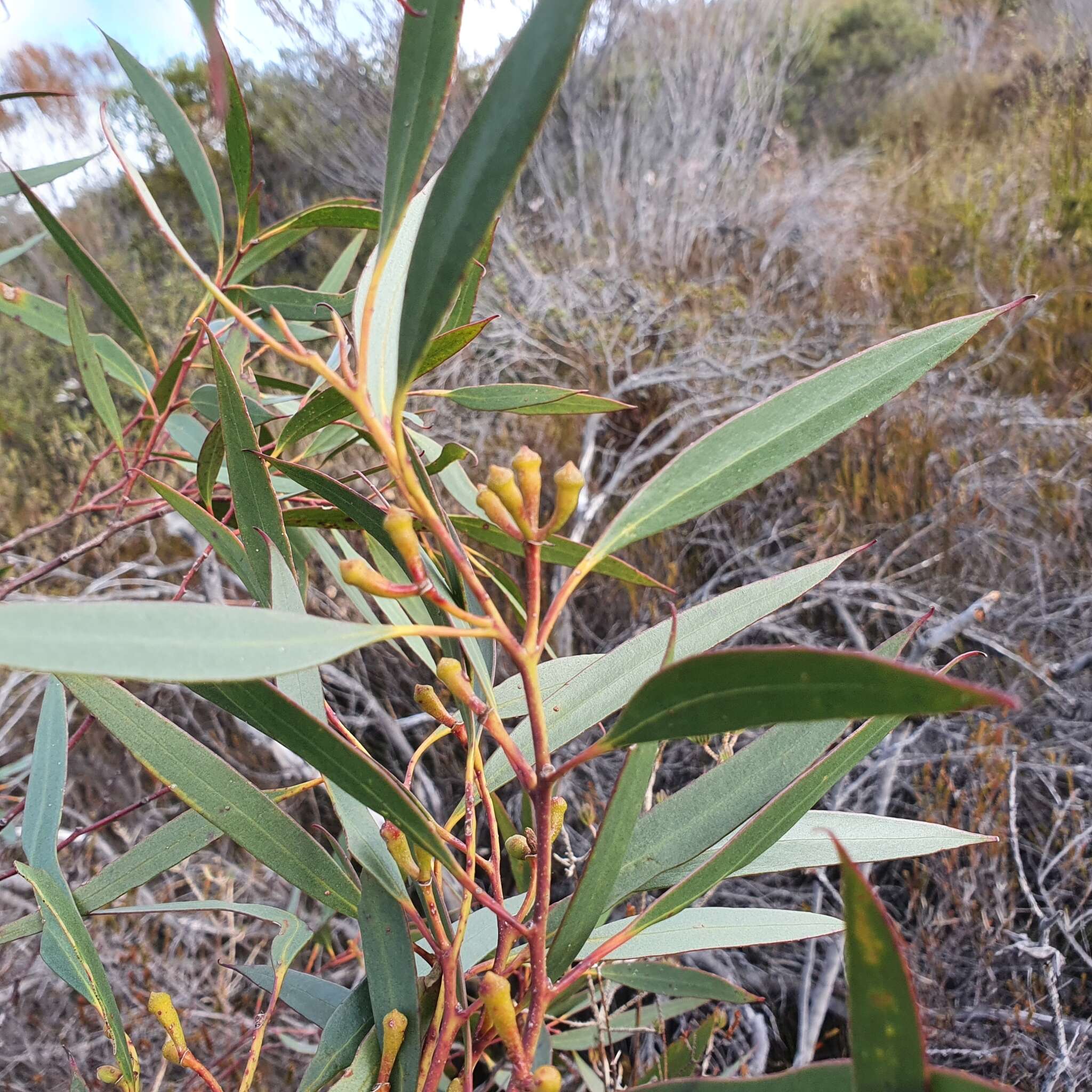 Слика од Eucalyptus burgessiana L. A. S. Johnson & Blaxell